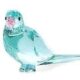 Blue parakeet paco