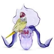 Idyllia gouldian and orchid